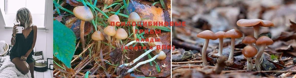 a pvp Беломорск